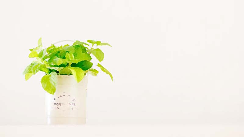 シンプルライフにミニ観葉植物