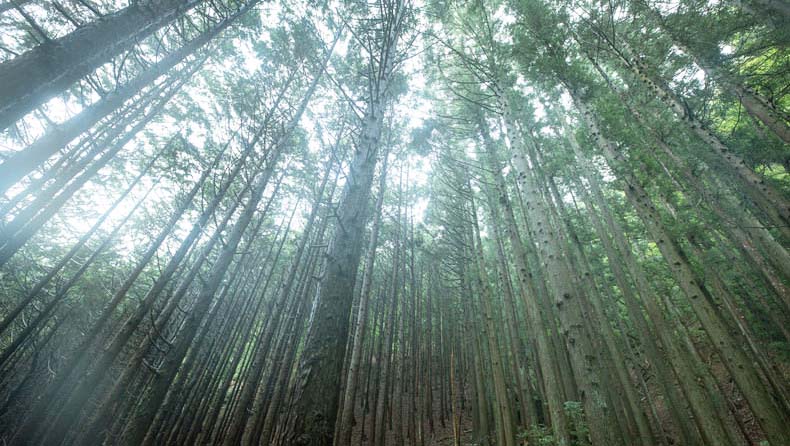 モクトピアイメージ1